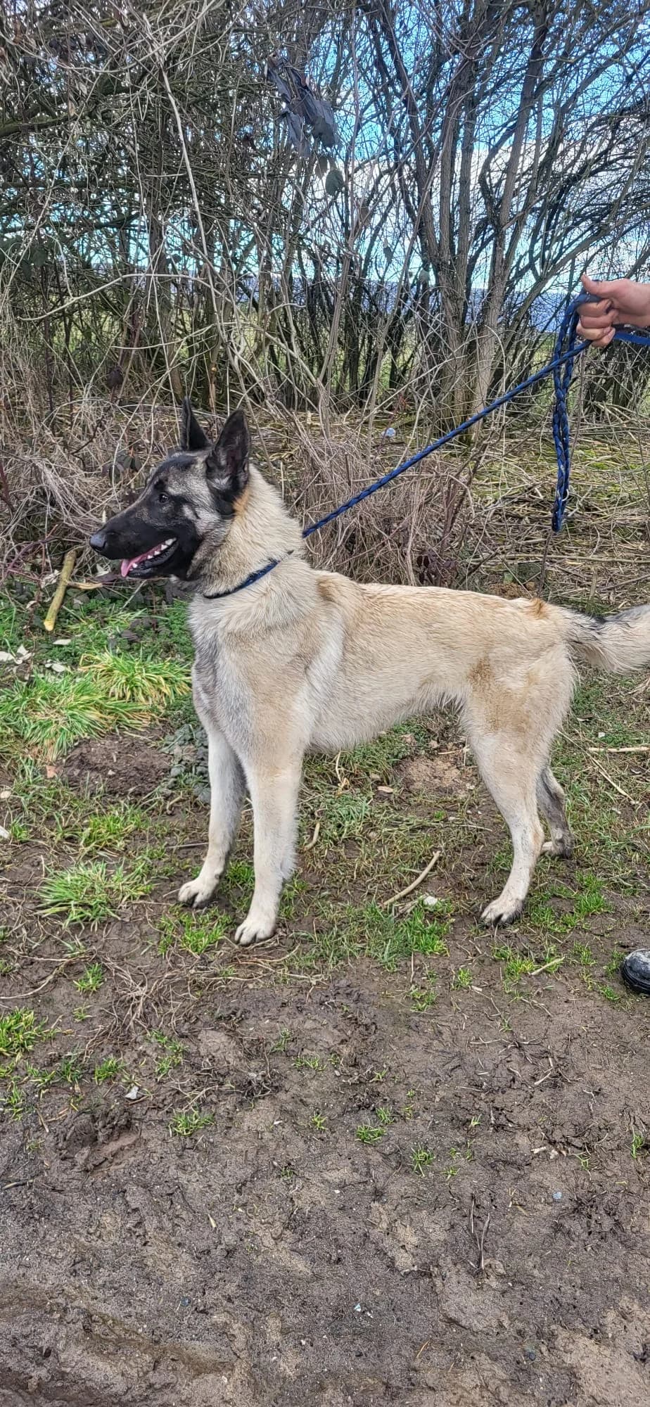 Caesar, young Belgian Tervuren for adoption at Útulok Lučenec - RC Slobody Zvierat, Lučenec