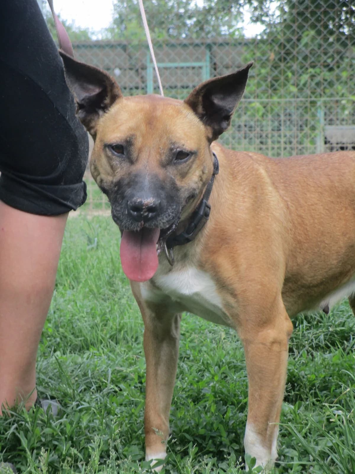 Gloria, 5yo Staffordshire Bull Terrier for adoption at Útulok Lučenec - RC Slobody Zvierat, Lučenec