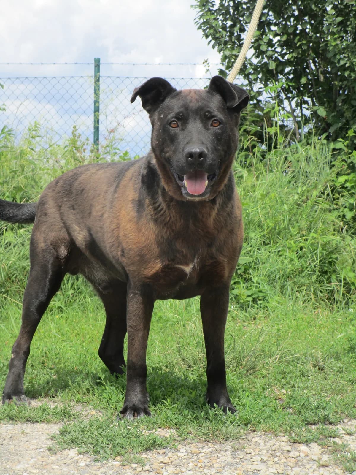 Rubi, senior Labrador Retriever for adoption at Útulok Lučenec - RC Slobody Zvierat, Lučenec