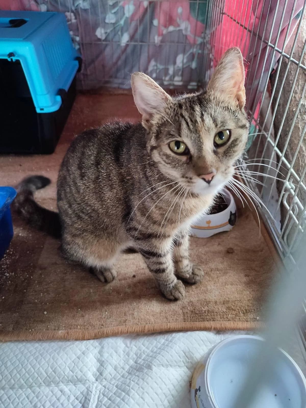 TIA, female Mixed Breed for adoption at Srdce pre mačky