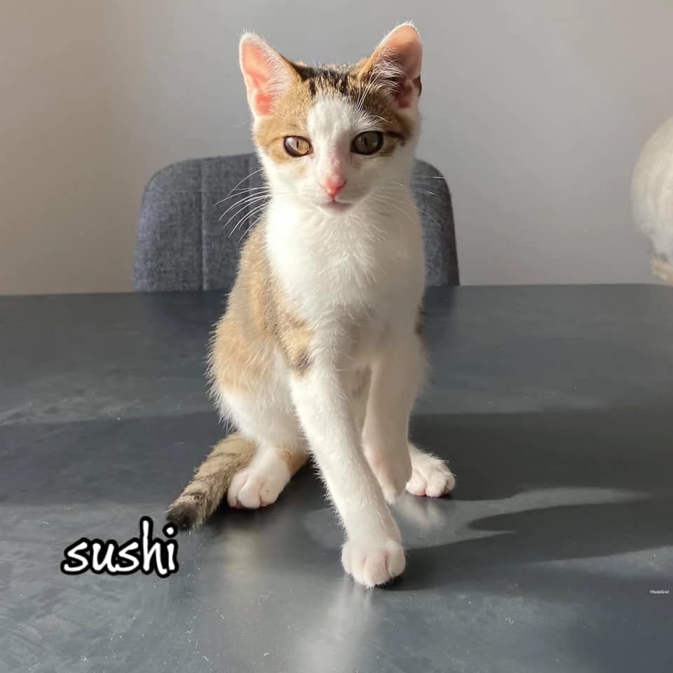 SUSHI, male Mixed Breed for adoption at Srdce pre mačky