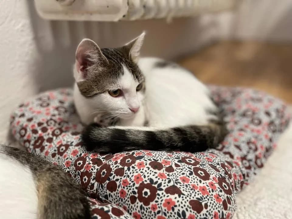 LUNA, female Mixed Breed for adoption at Srdce pre mačky