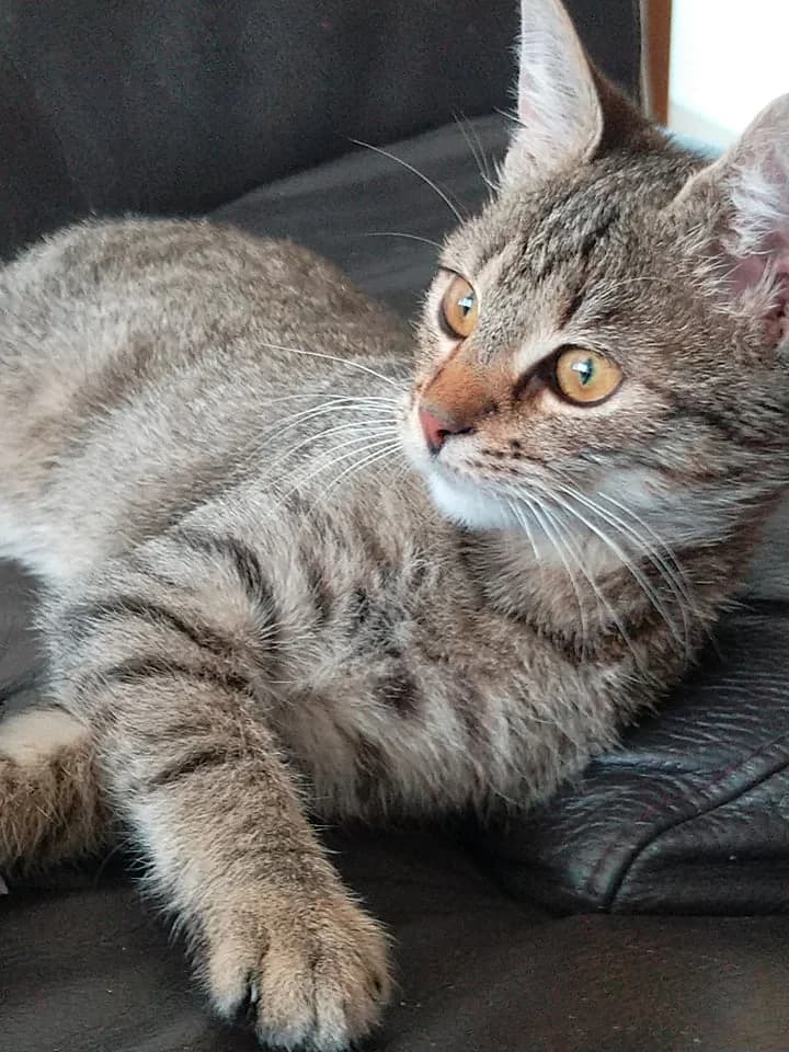 MANCI, female 5yo Mixed Breed for adoption at Srdce pre mačky