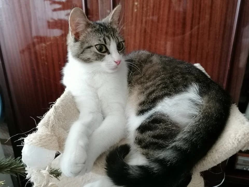 MiMi, female 5yo Mixed Breed for adoption at Srdce pre mačky
