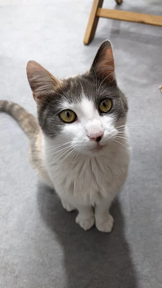 MATYLDA, female 6yo Mixed Breed for adoption at Srdce pre mačky