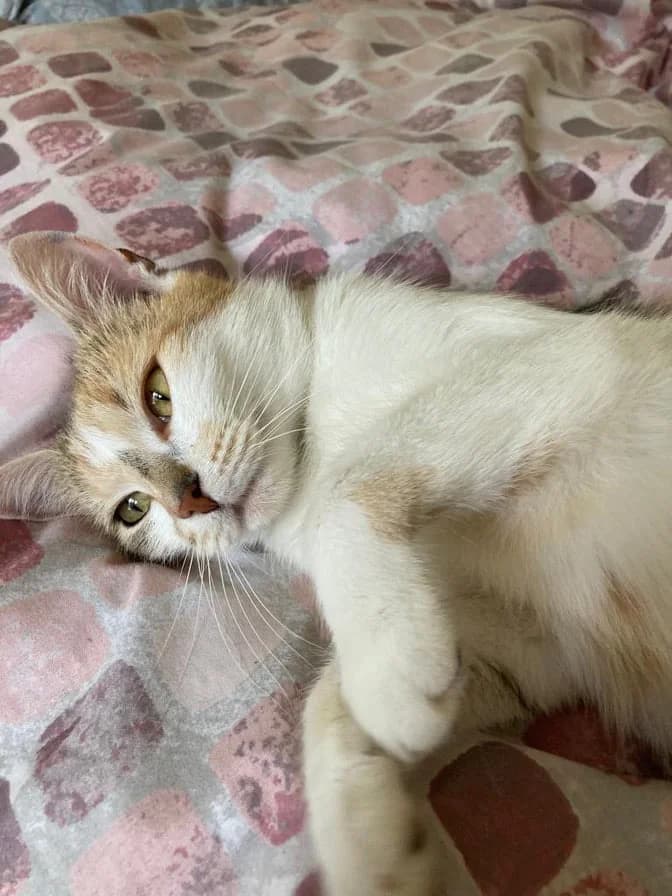 CLOE, female 4yo Mixed Breed for adoption at Srdce pre mačky