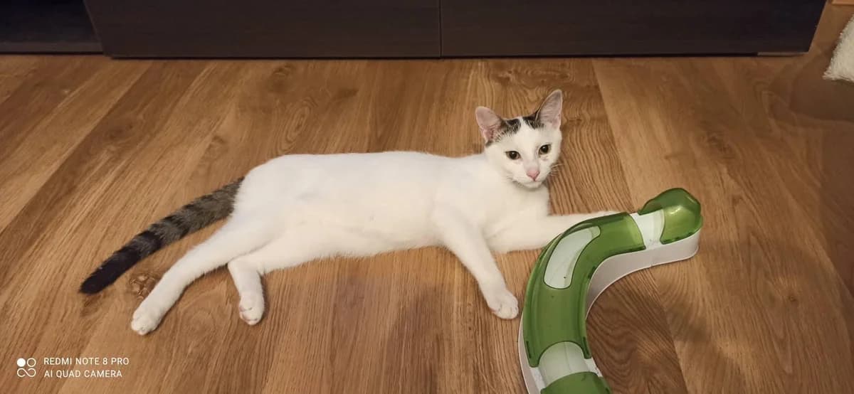 SIMBA, female 4yo Mixed Breed for adoption at Srdce pre mačky