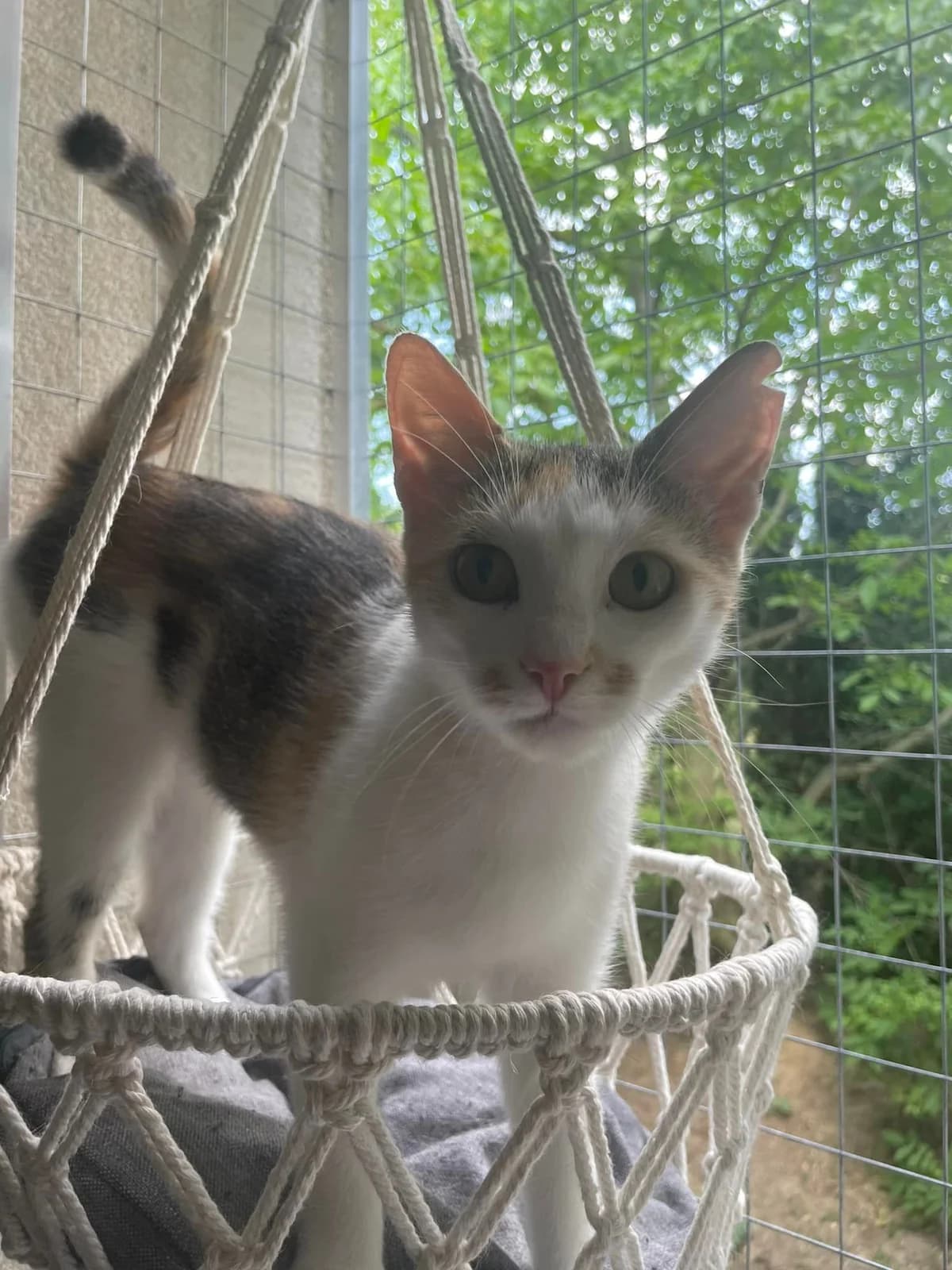 BUBLINKA, female Mixed Breed for adoption at Srdce pre mačky