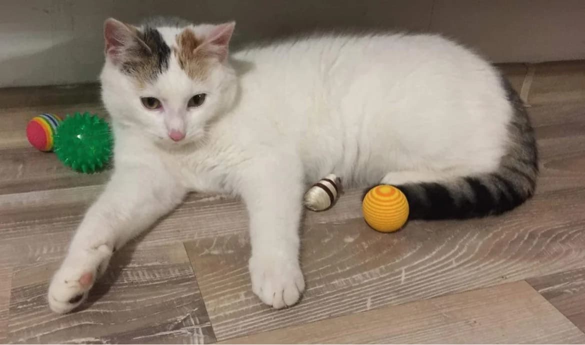 POPPY, female 4yo Mixed Breed for adoption at Srdce pre mačky
