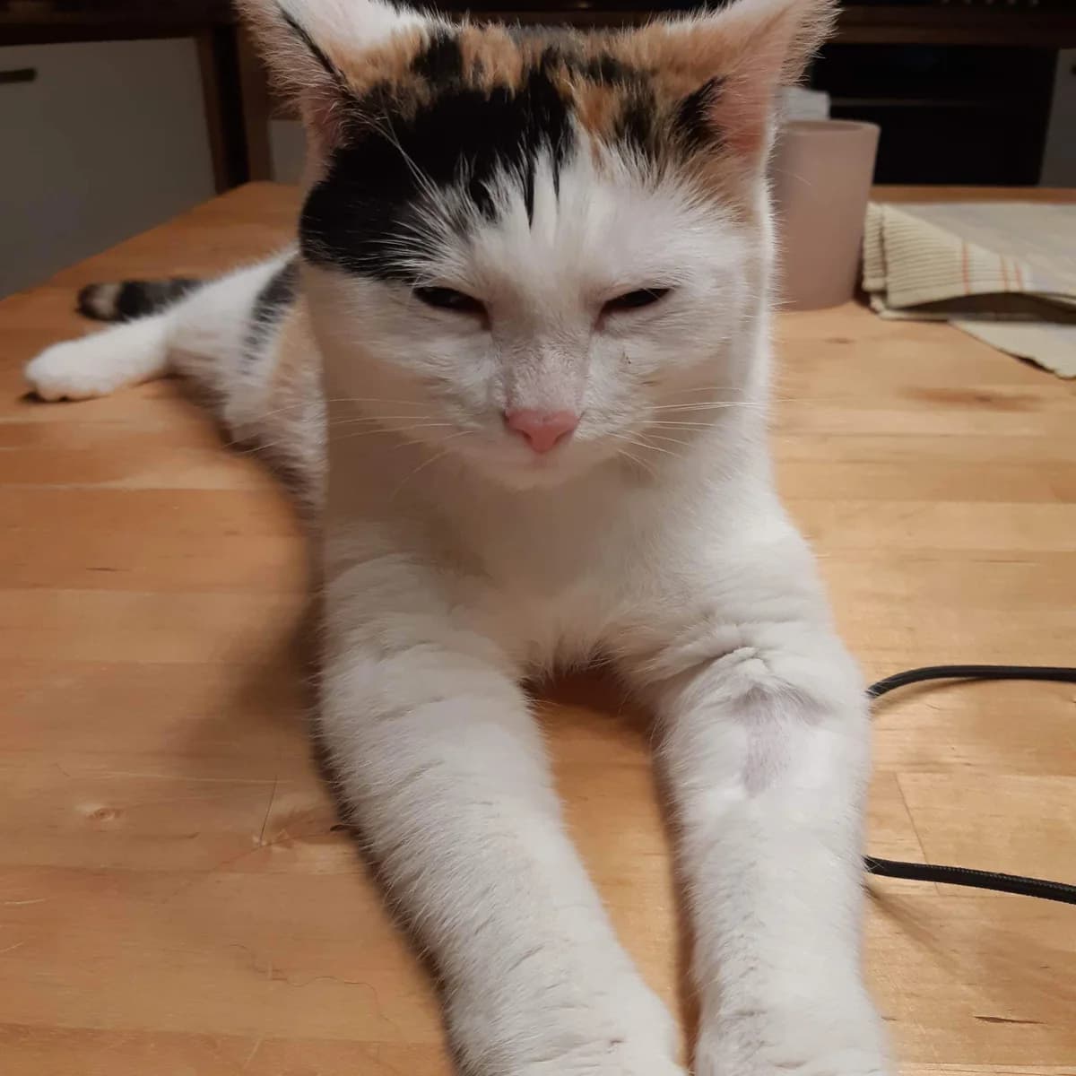 MARTINKA, female 4yo Mixed Breed for adoption at Srdce pre mačky