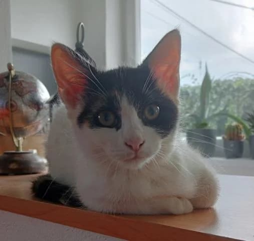 DIA, female 3yo Mixed Breed for adoption at Srdce pre mačky