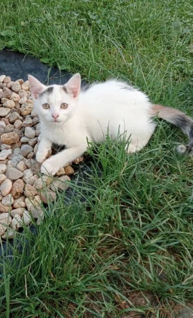 TIA, female 3yo Mixed Breed for adoption at Srdce pre mačky