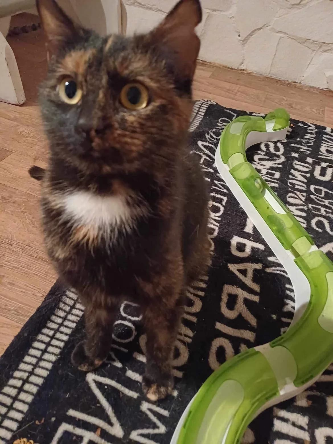 SCARLETT, female 3yo Mixed Breed for adoption at Srdce pre mačky