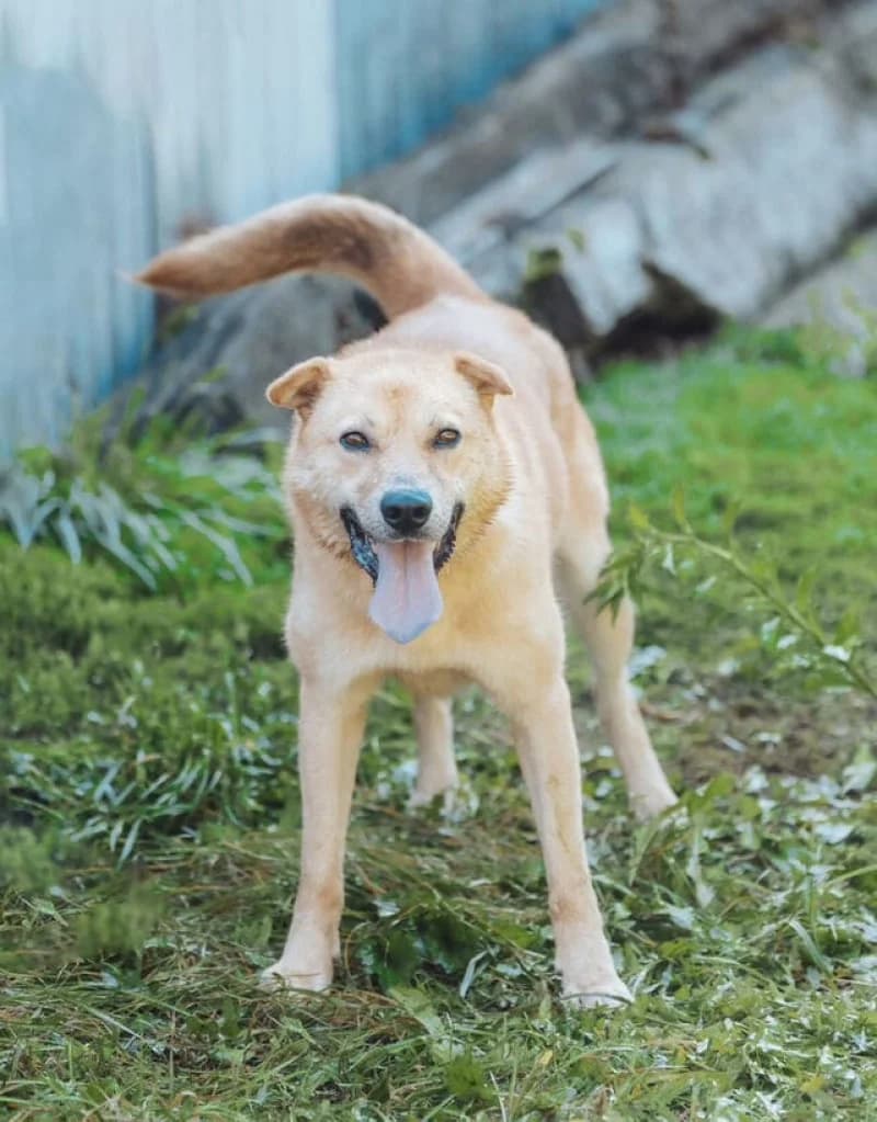 Akim, male 5yo Mixed Breed for adoption at OZ Šťastné Labky Fiľakovo