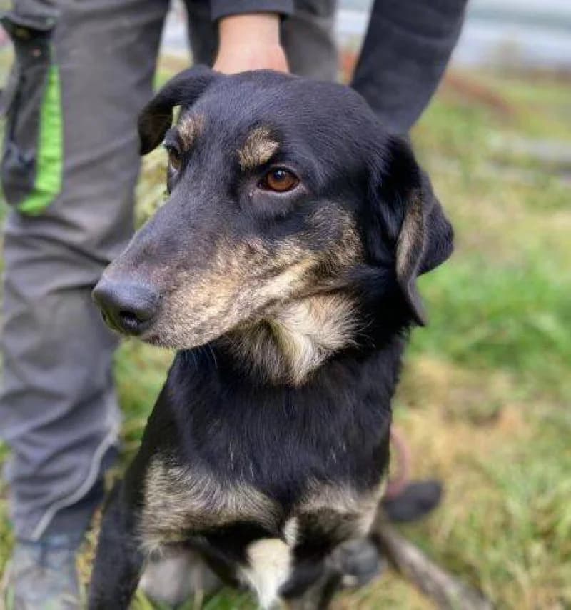 Aron, male 3yo Mixed Breed for adoption at OZ Šťastné Labky Fiľakovo