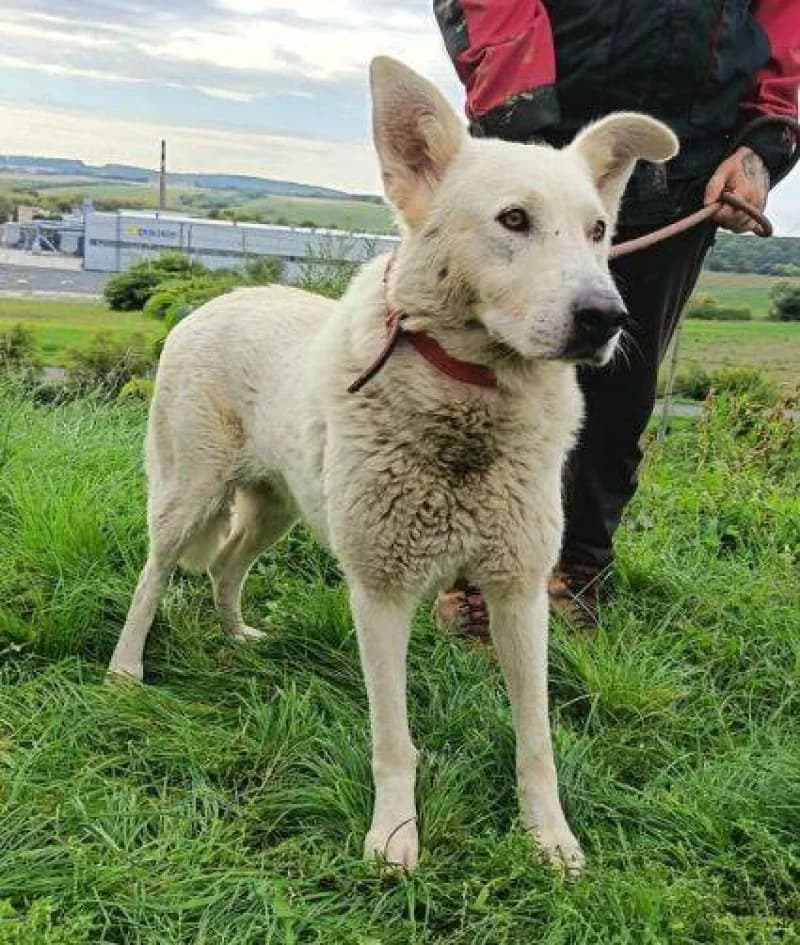 Beluša, female senior Mixed Breed for adoption at OZ Šťastné Labky Fiľakovo