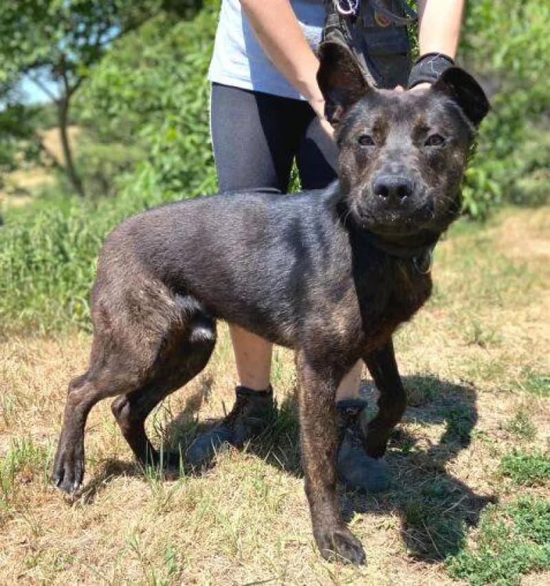 Choki, male young Mixed Breed for adoption at OZ Šťastné Labky Fiľakovo