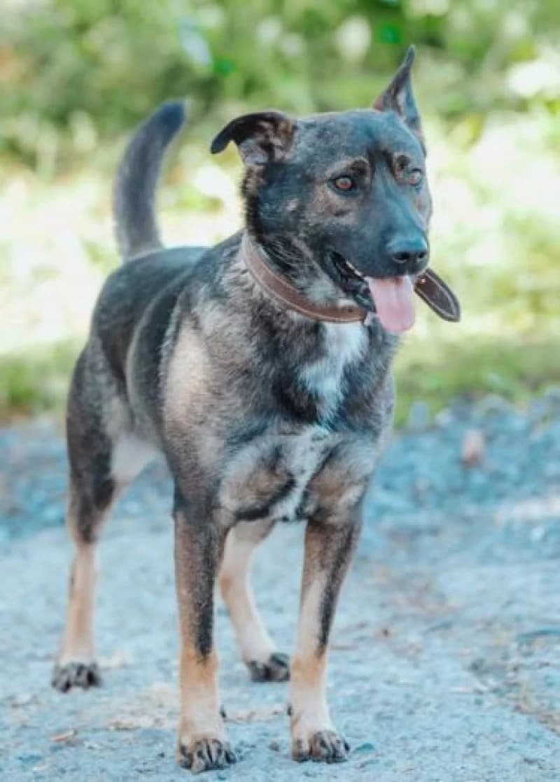 Chris, male 5yo Mixed Breed for adoption at OZ Šťastné Labky Fiľakovo