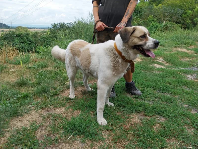 Heidi, female 4yo Mixed Breed for adoption at OZ Šťastné Labky Fiľakovo
