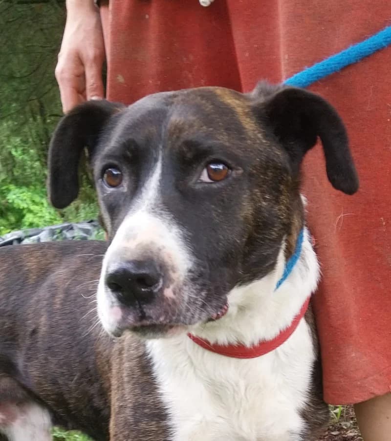Hubert, male 7yo Mixed Breed for adoption at OZ Šťastné Labky Fiľakovo