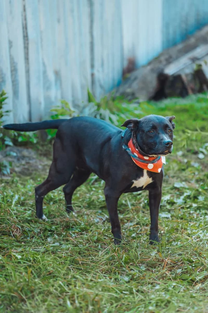 Jennyka, female senior Mixed Breed for adoption at OZ Šťastné Labky Fiľakovo