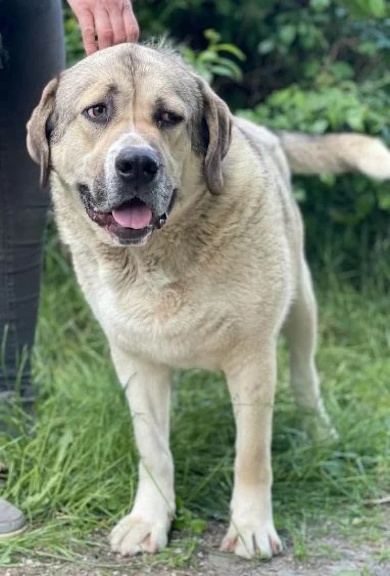 Marly, male 5yo Mixed Breed for adoption at OZ Šťastné Labky Fiľakovo