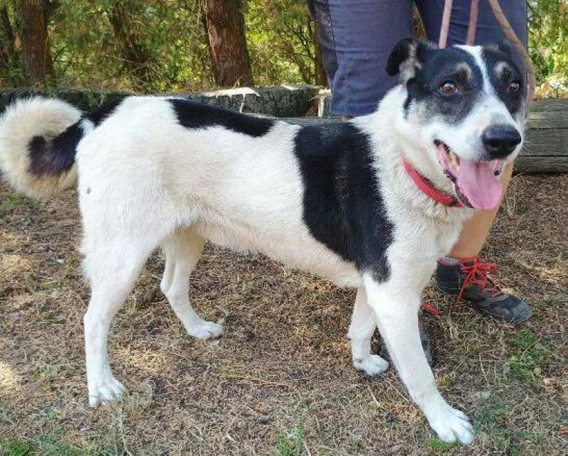 Mišo, male senior Mixed Breed for adoption at OZ Šťastné Labky Fiľakovo