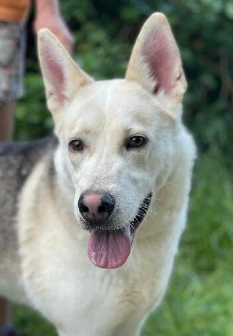 Nanouk, male 3yo Mixed Breed for adoption at OZ Šťastné Labky Fiľakovo