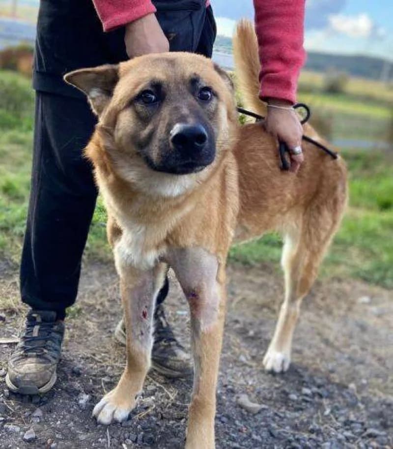 Oreias, male young Mixed Breed for adoption at OZ Šťastné Labky Fiľakovo
