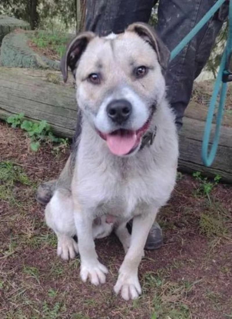 Rex, male 3yo Mixed Breed for adoption at OZ Šťastné Labky Fiľakovo