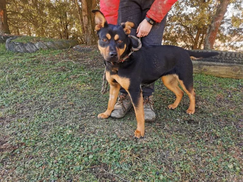 Rita, female 5yo Mixed Breed for adoption at OZ Šťastné Labky Fiľakovo