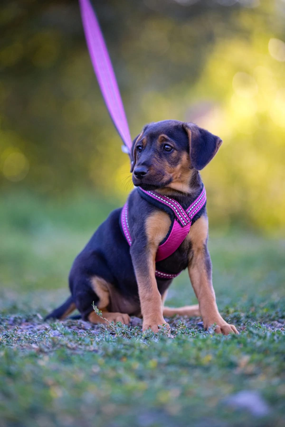Amanda, young Mixed Breed for adoption at Túlavá labka