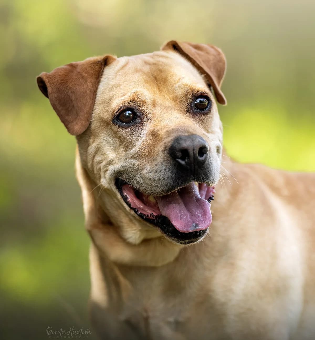 Chuck, male 4yo mixed breed for adoption at Túlavá labka