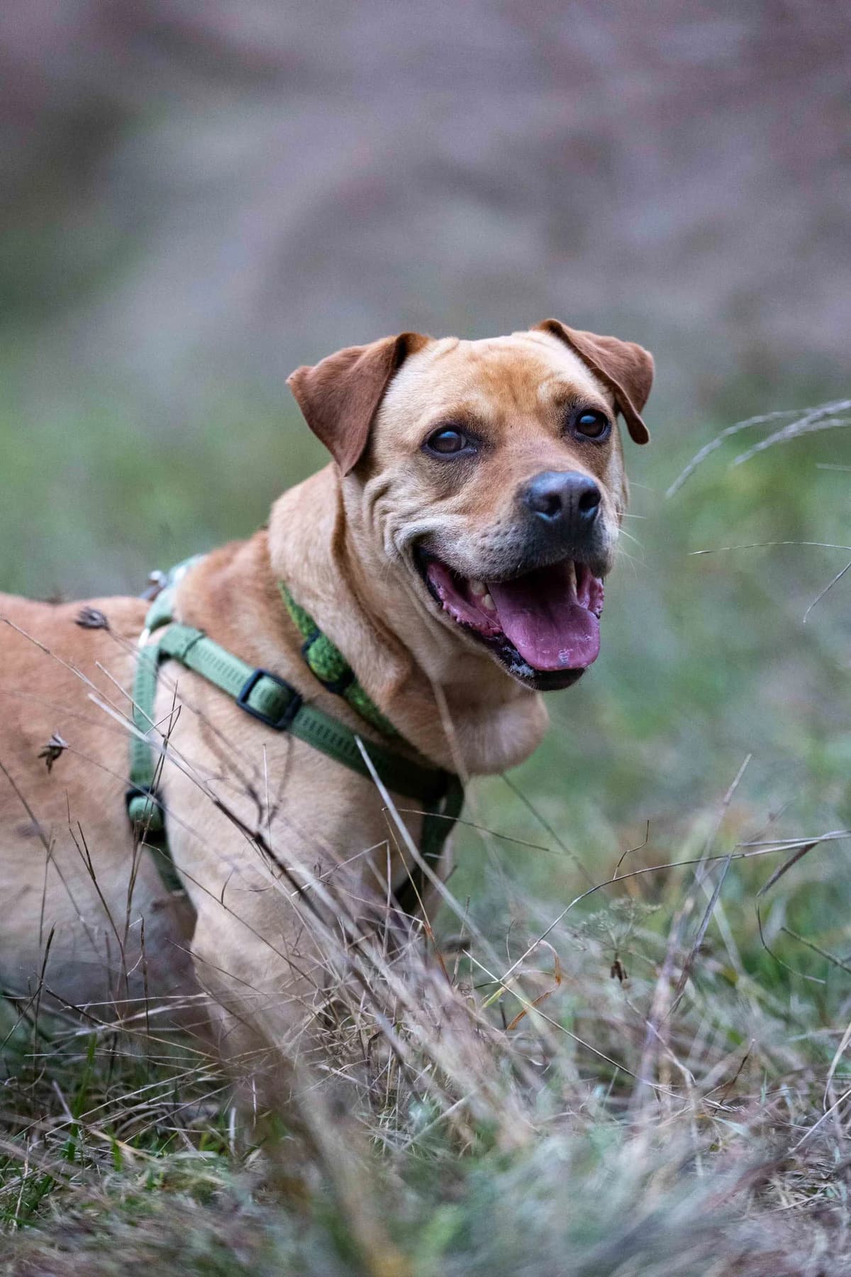 Chuck, male 4yo mixed breed for adoption at Túlavá labka