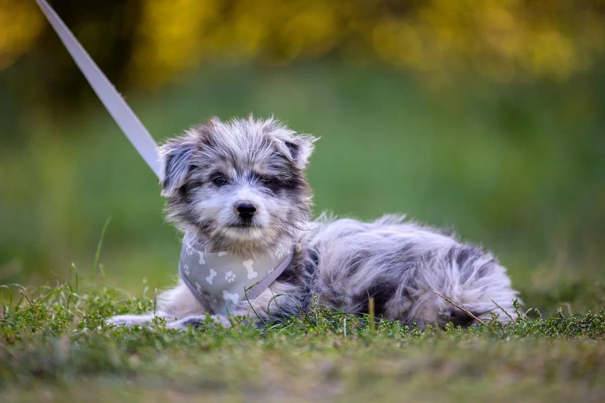 Cukrík, young mixed breed for adoption at Túlavá labka