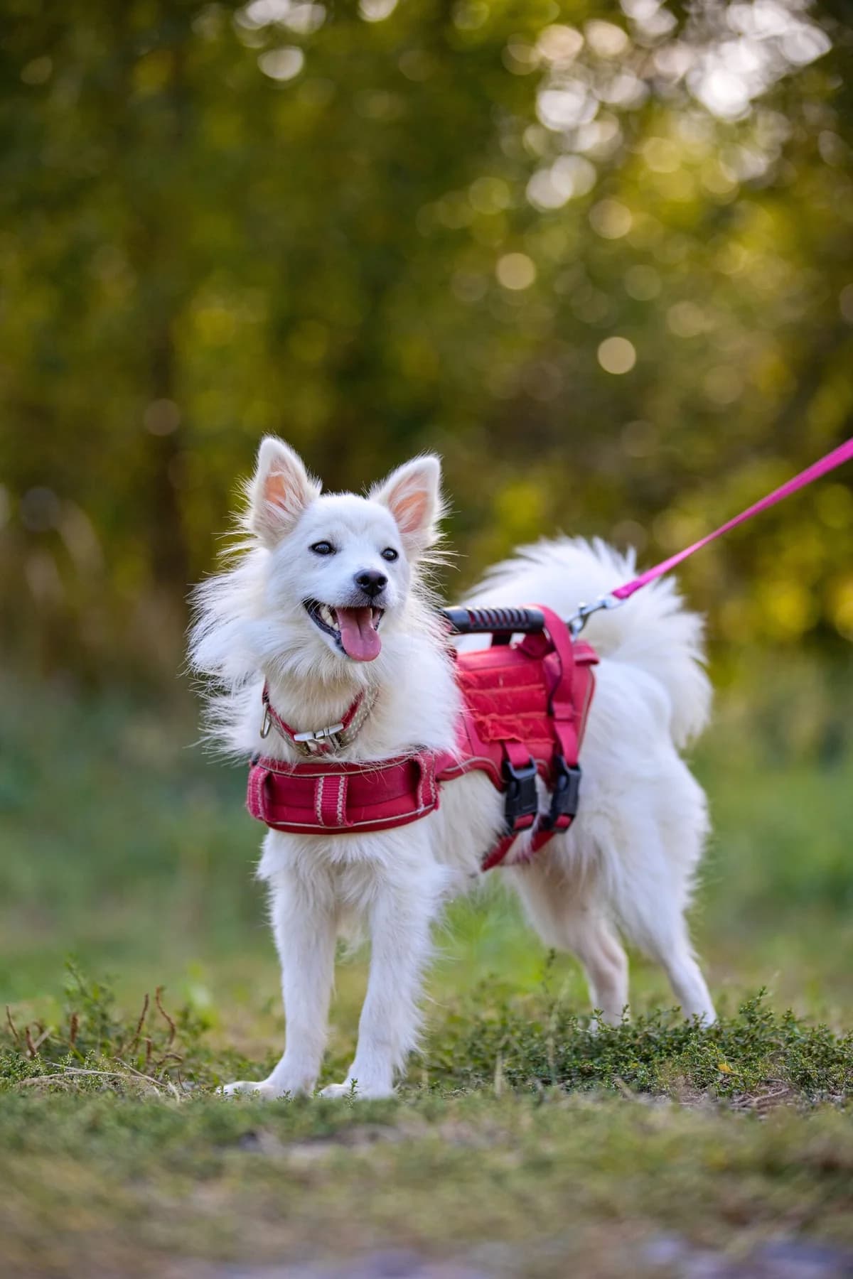 Ellie, mixed breed for adoption at Túlavá labka