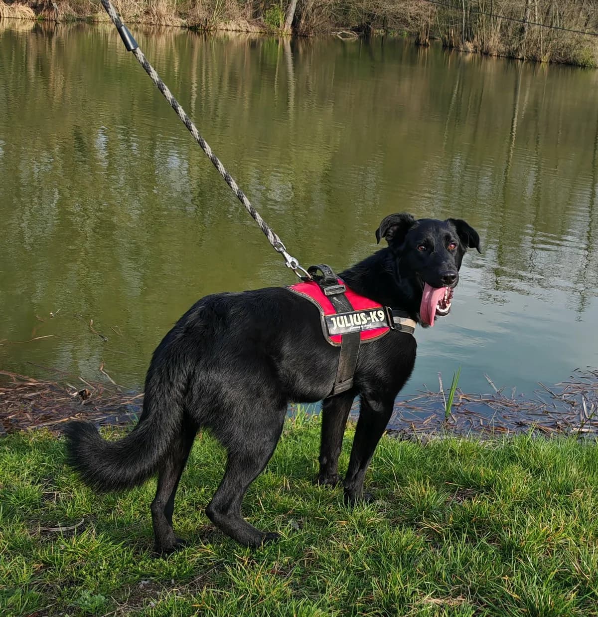Eragon, male Labrador Retriever for adoption at Túlavá labka