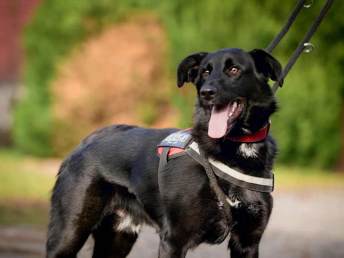 Eragon, male Labrador Retriever for adoption at Túlavá labka