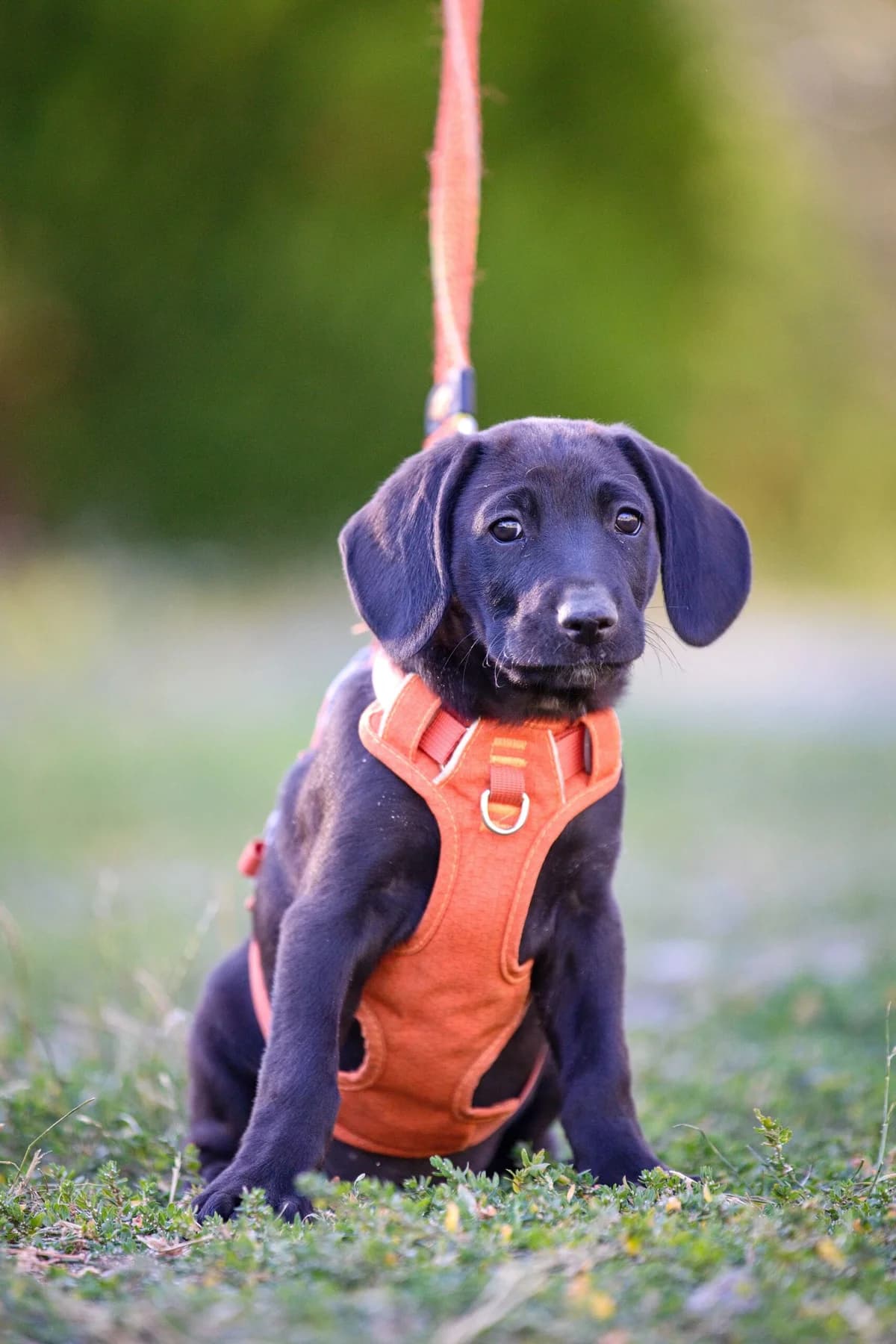 Fernandez, young Mixed Breed for adoption at Túlavá labka