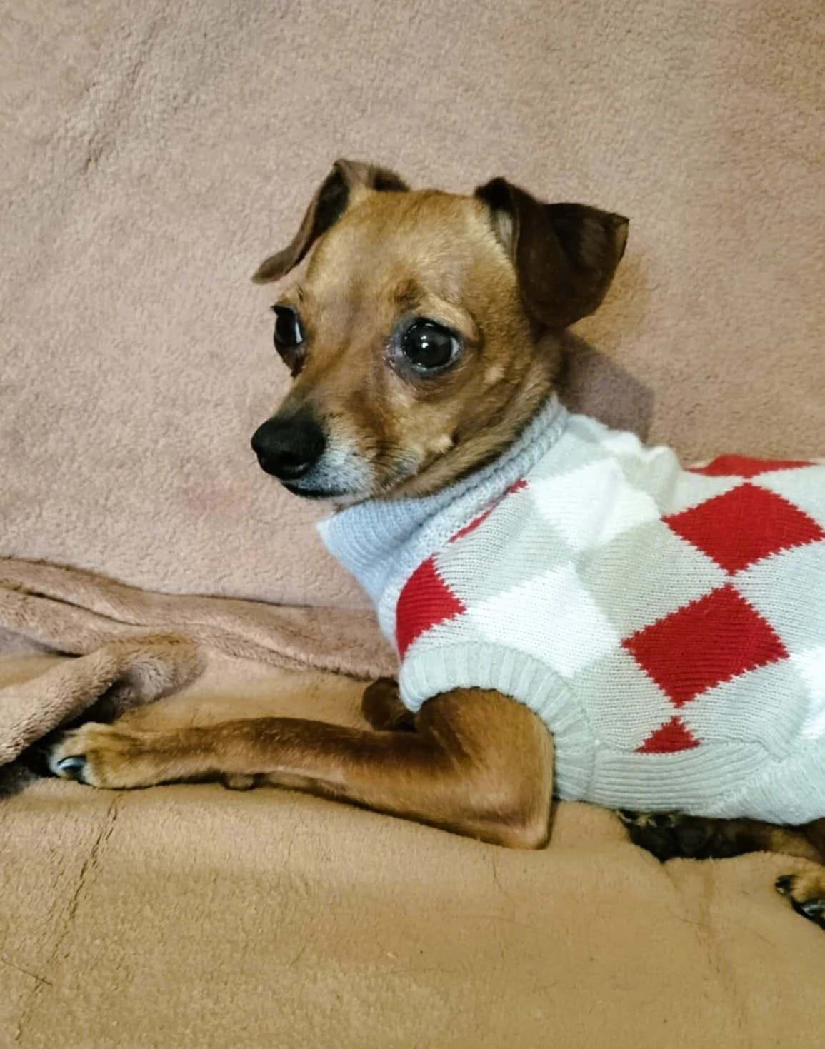Fofola, 3yo Mixed Breed for adoption at Túlavá labka