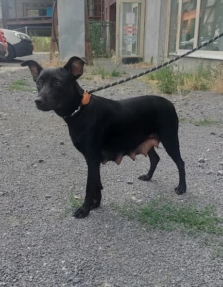 Gina + 5, young Labrador Retriever for adoption at Túlavá labka