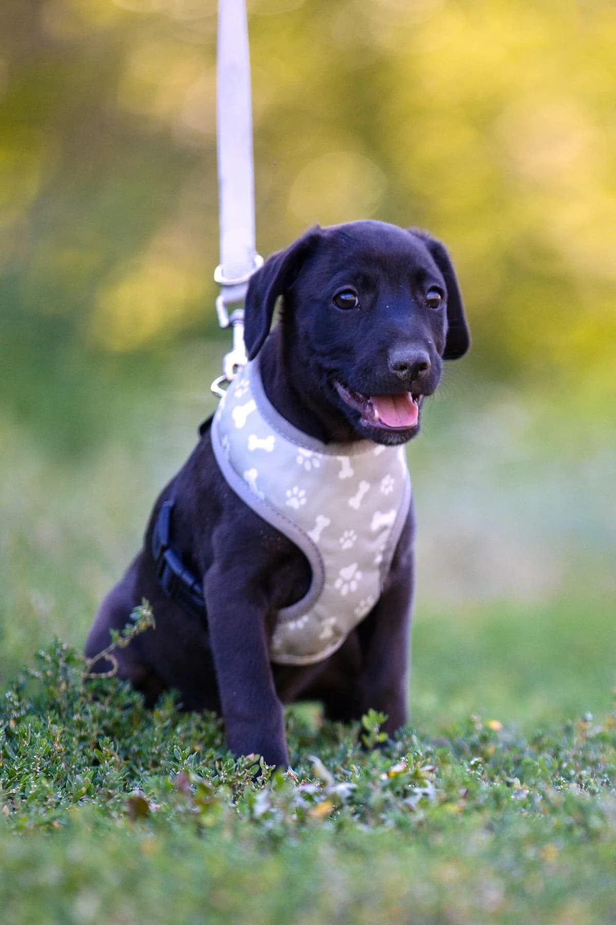Gonzales, young Mixed Breed for adoption at Túlavá labka
