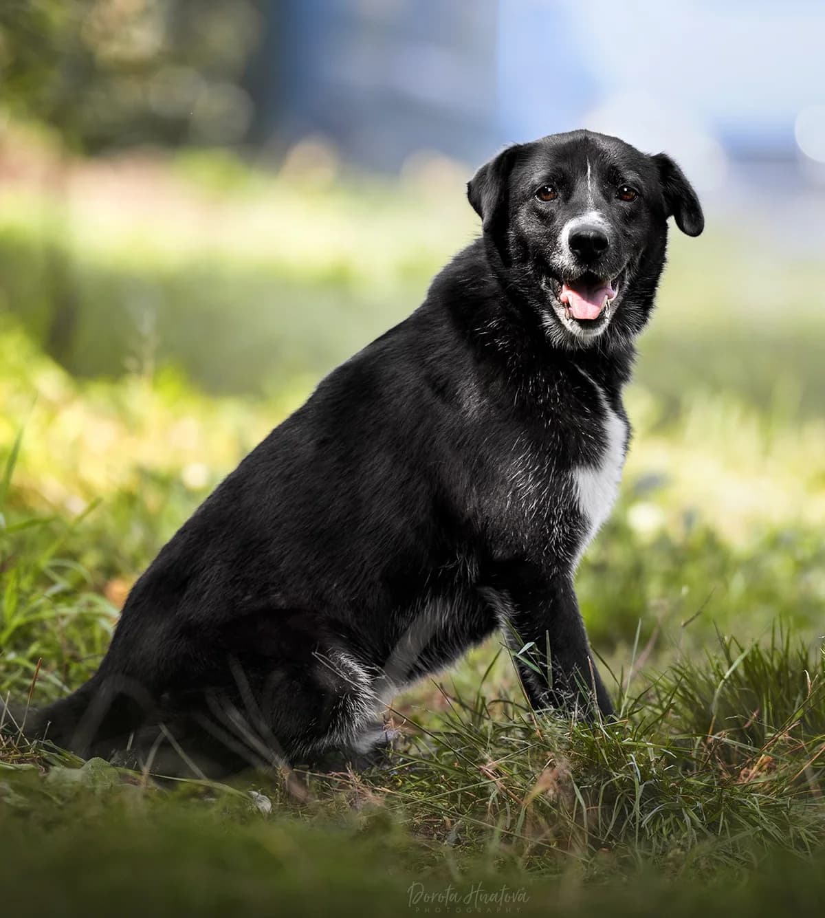 Jerry, senior Mixed Breed for adoption at Túlavá labka