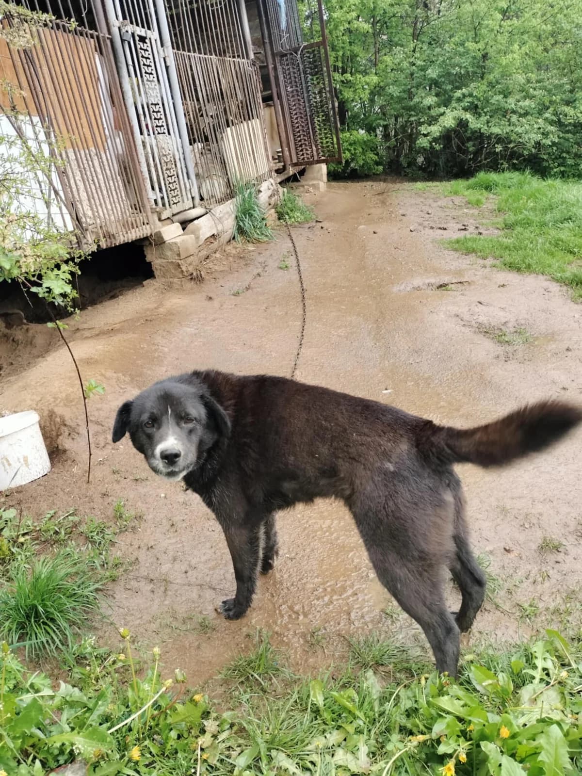 Jerry, senior Mixed Breed for adoption at Túlavá labka