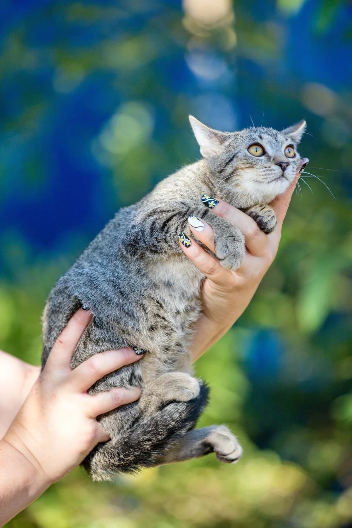 Kalvária 2, female Mixed Breed for adoption at Túlavá labka