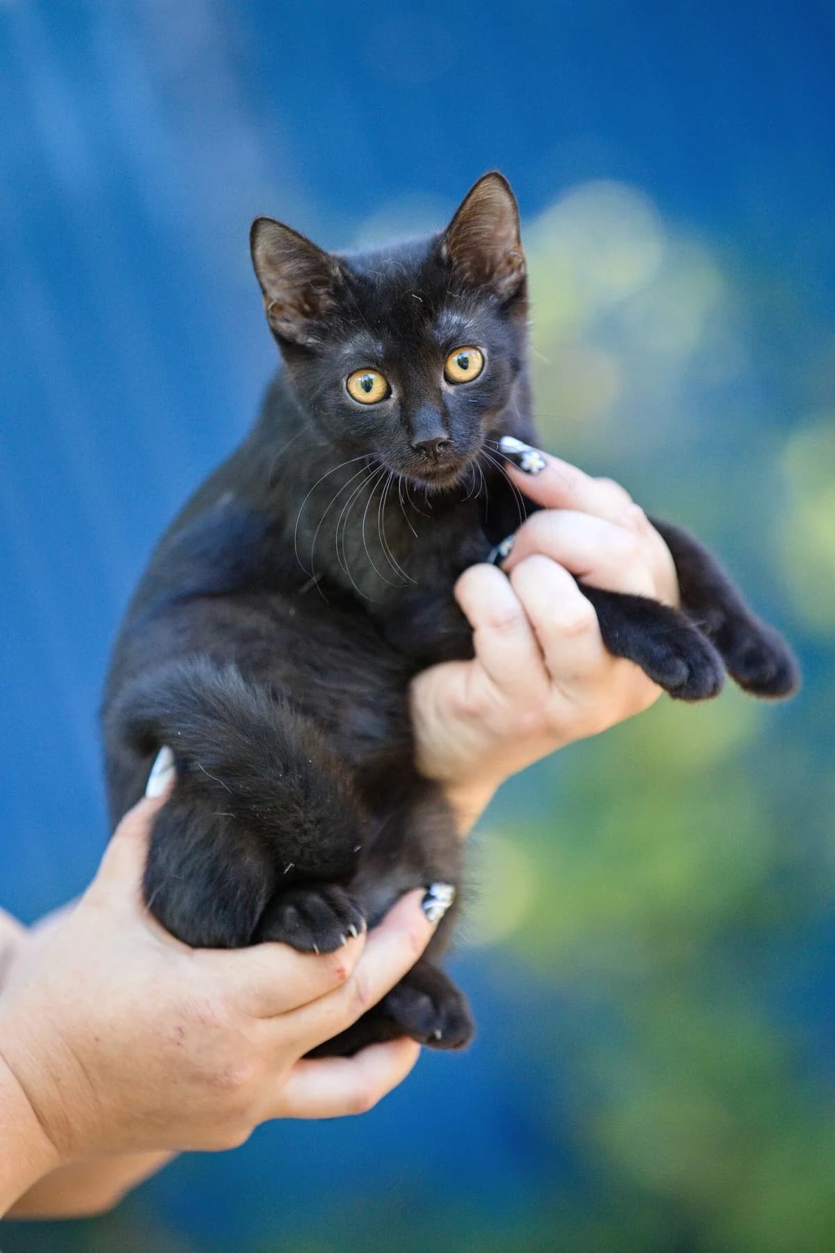 Kalvária 1, female Mixed Breed for adoption at Túlavá labka