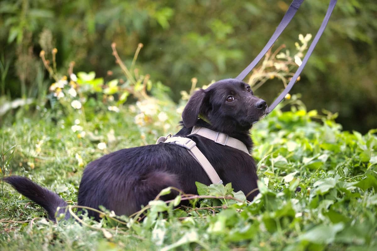 Lessie, 3yo mixed breed for adoption at Túlavá labka