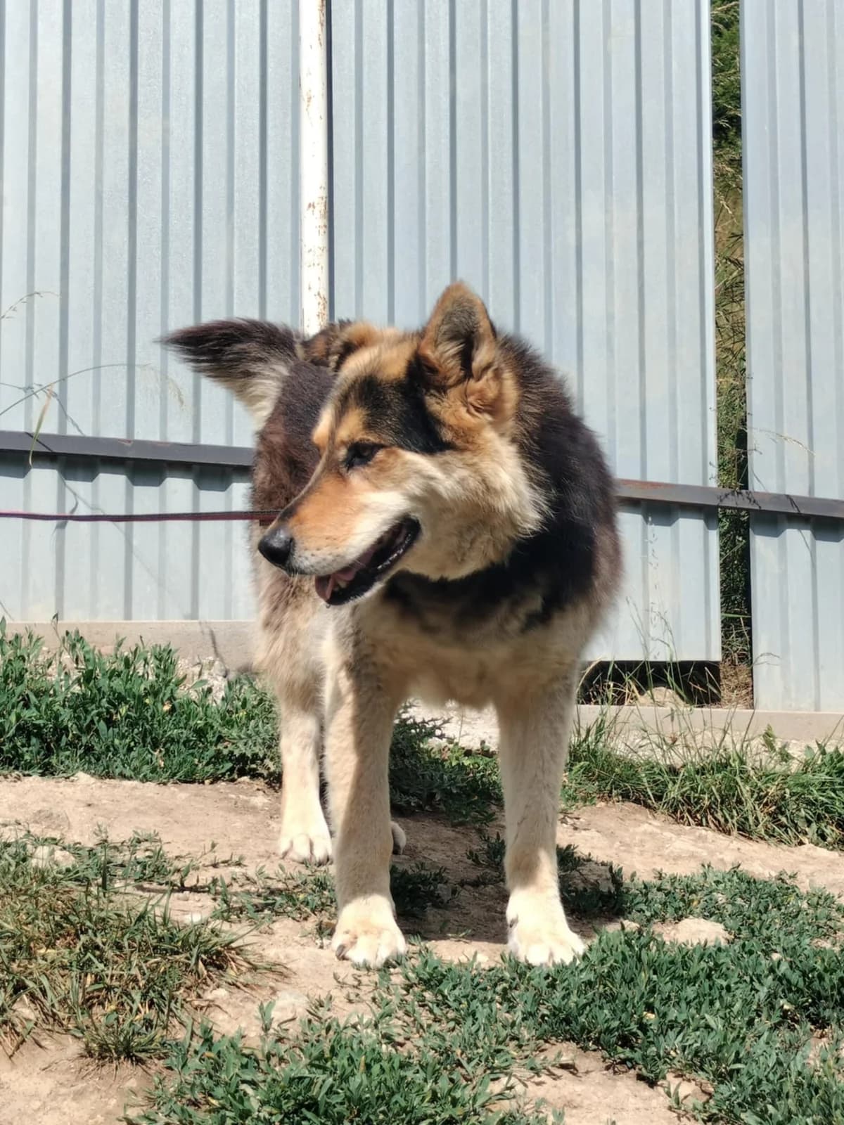 Linda, senior mixed breed for adoption at Túlavá labka