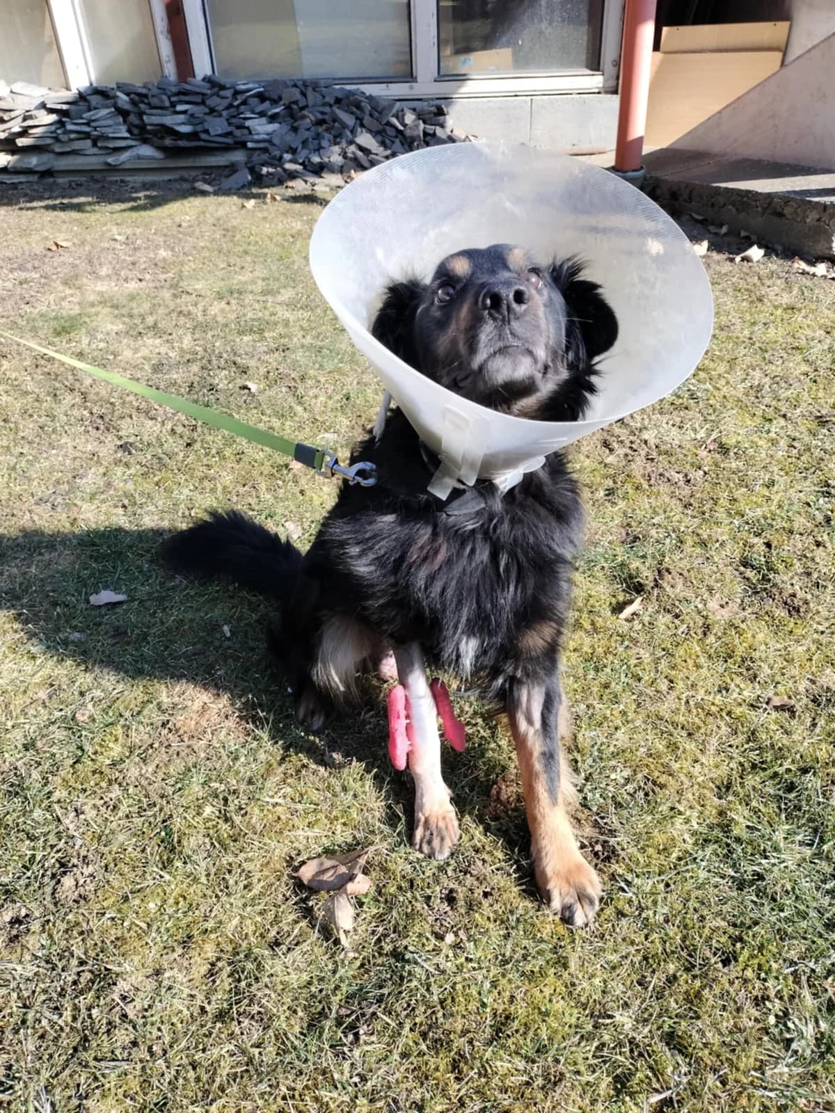Luis, mixed breed for adoption at Túlavá labka
