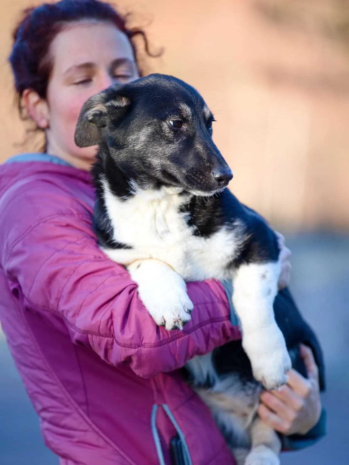 Marhuľa, puppy Husky for adoption at Túlavá labka